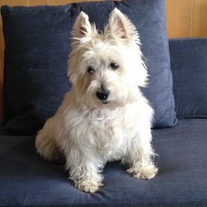 Meet your Posher, Alice